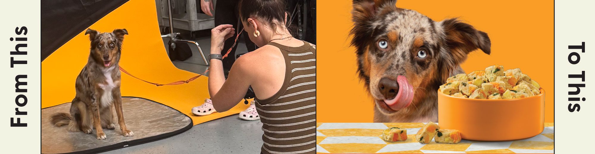 Nom Nom Behind-The-Scenes. The left shows the dog being photographed by the photography, and the right side shows the final product of the dog in front of the bowl of Nom Nom