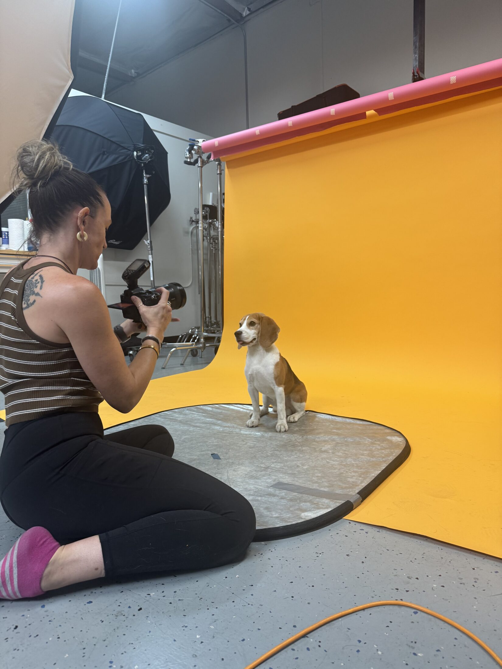 The Creative Pack's photoshoot for Nom Nom Scoopable Meal Clusters. Trusty, the beagle, being photographed by the dog photographer in front of a yellow backdrop.