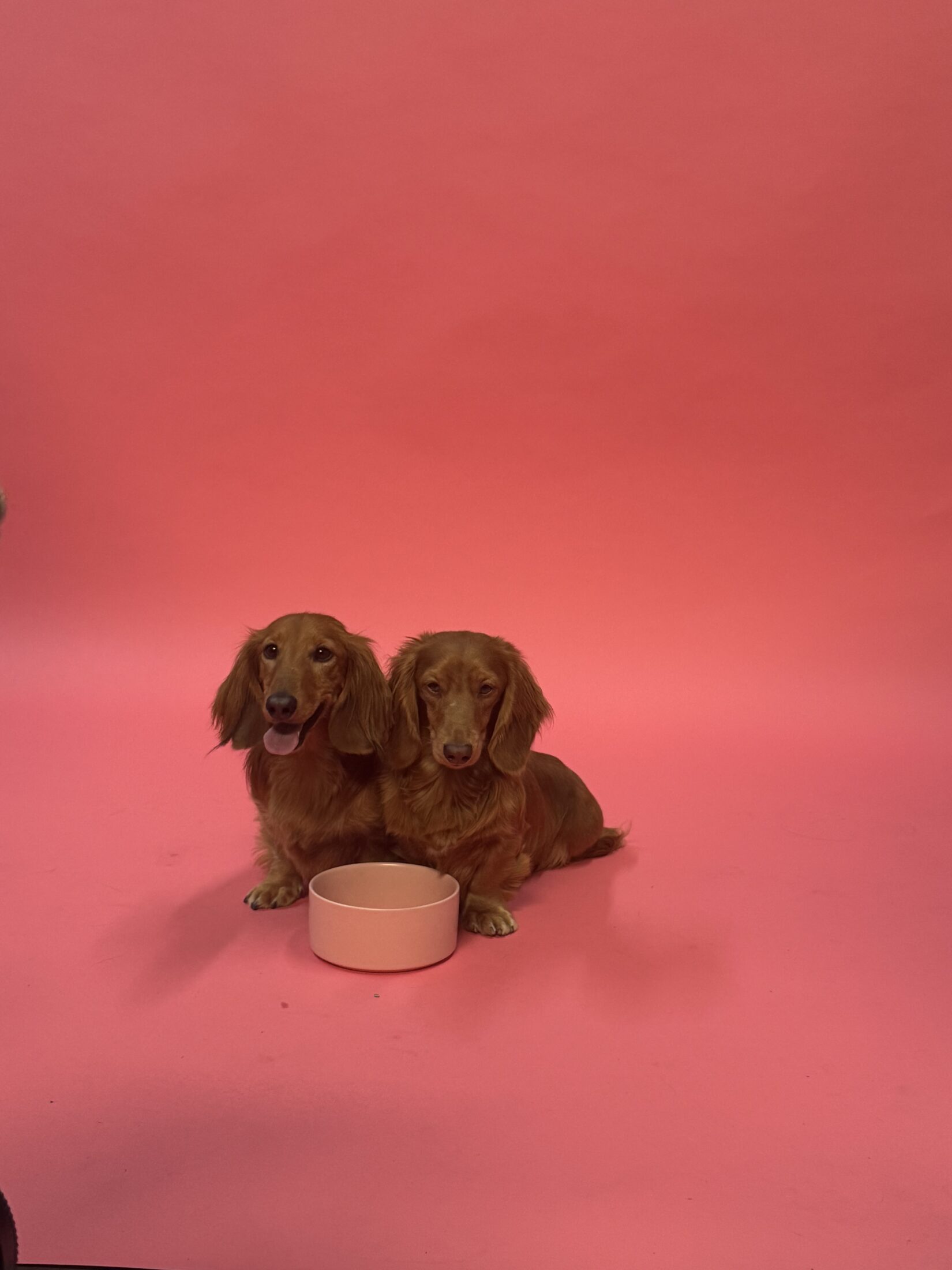 The Creative Pack's photoshoot for Nom Nom Scoopable Meal Clusters. Butter and Waffles the two two brown dachshunds in front of a pink back drop.